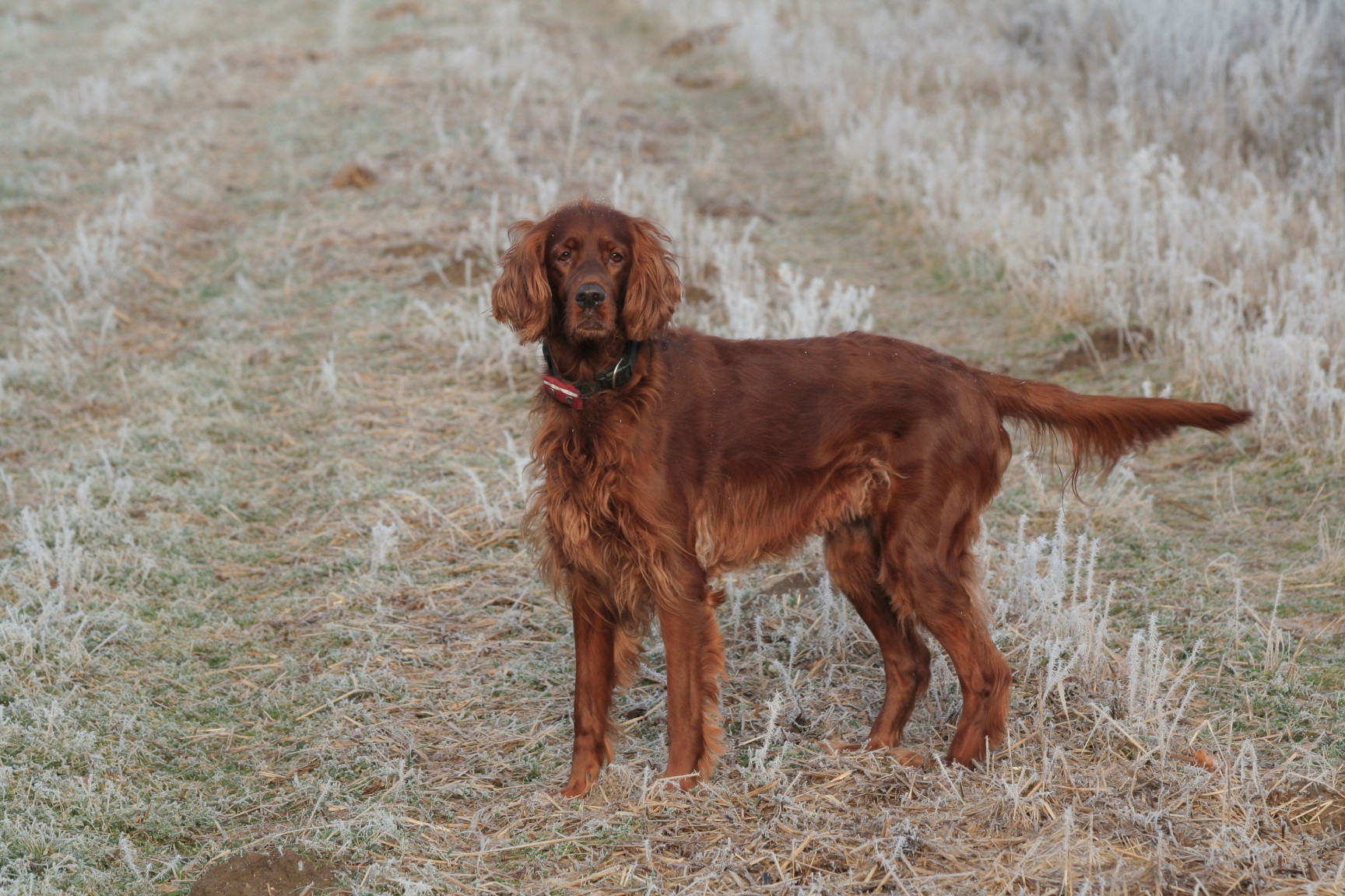 Field type Irish setter