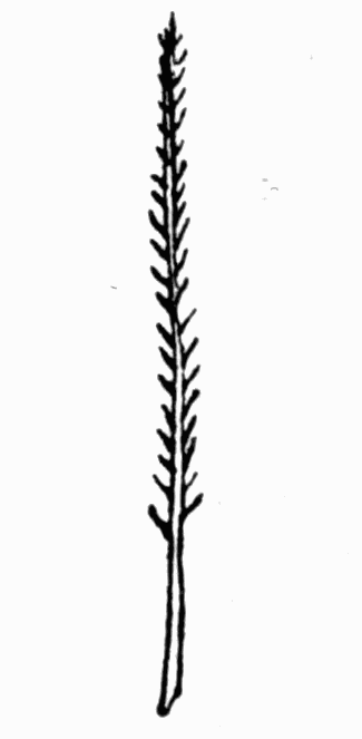 Fig 14. Hair of bee Fig 14. Hair of bee