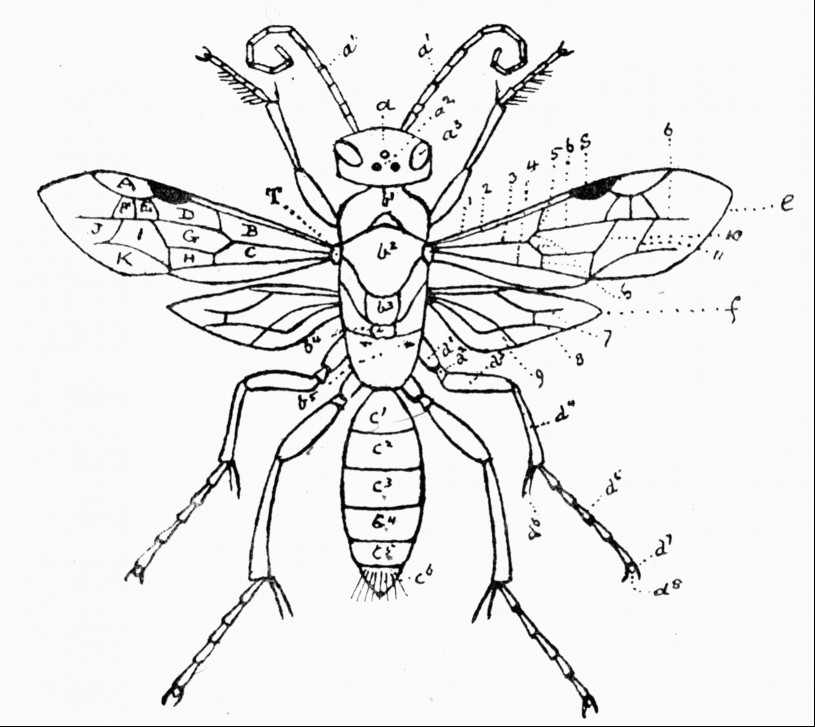 Fig 28. Parts of an aculeate Fig 28. Parts of an aculeate