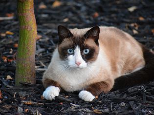 Snowshoe Cat: Breed Profile, Characteristics & Care