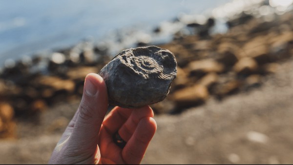 What Are Fossil Words, And What Are Some Examples?