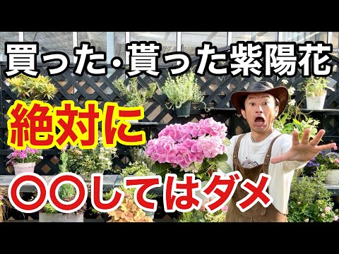 アジサイの盆栽樹形、鉢植えで作る剪定のコツ