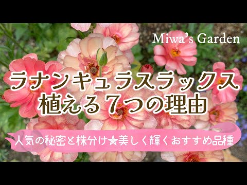 ラナンキュラス品種選びのよくある勘違いと正解