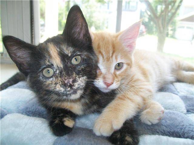 Photo of Tortoiseshell Cat, Georgia