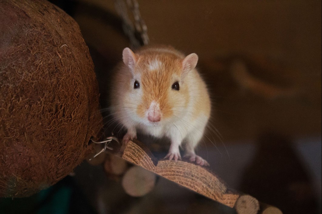 Gerbil on wood