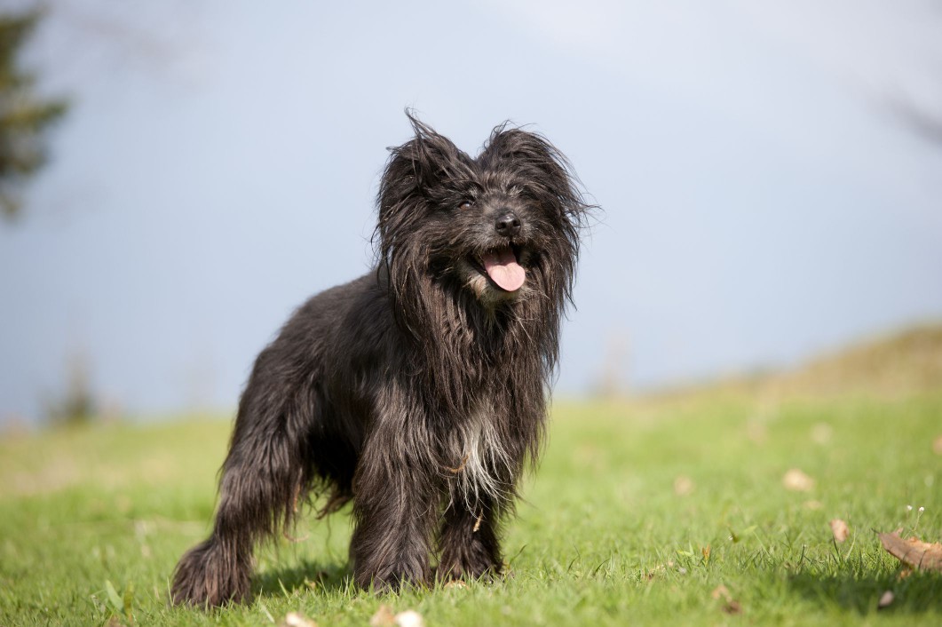 Black Pyrenean Shepherd outside on grass.