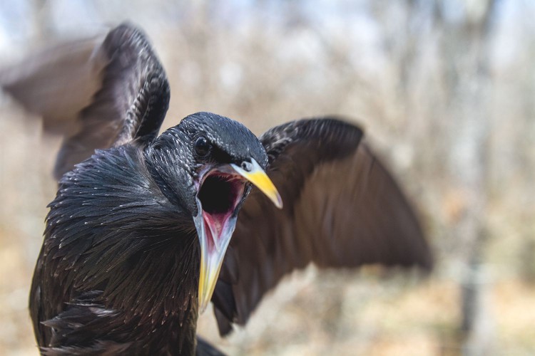 Spotless Starling Portrait