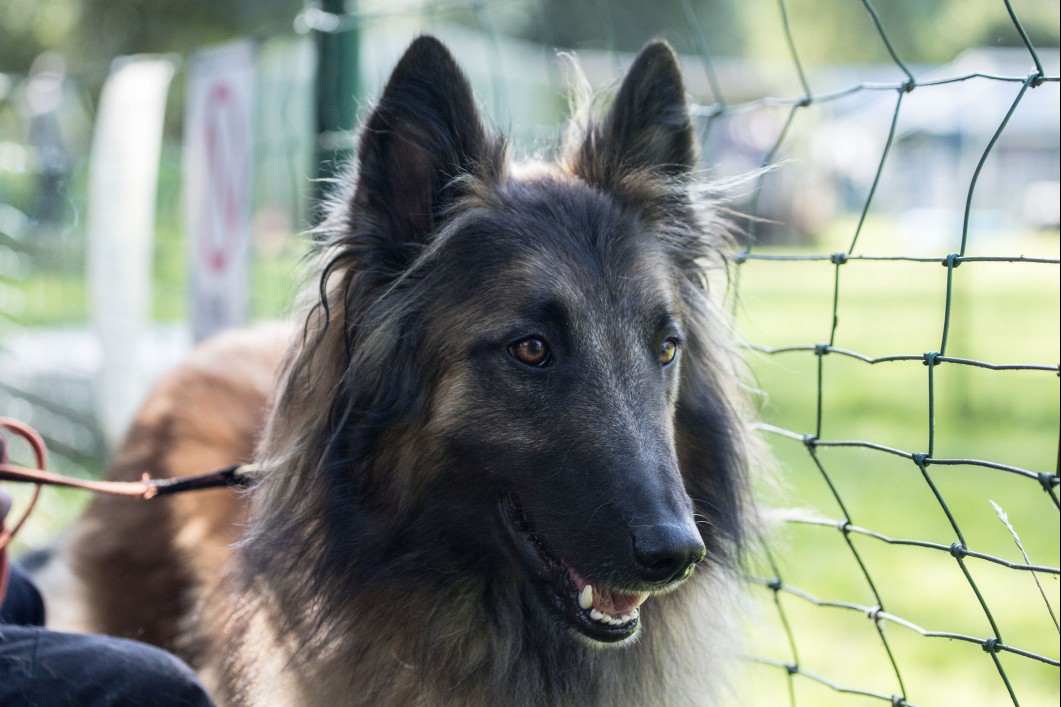 Tervuren dog sitting outside next to fence.
