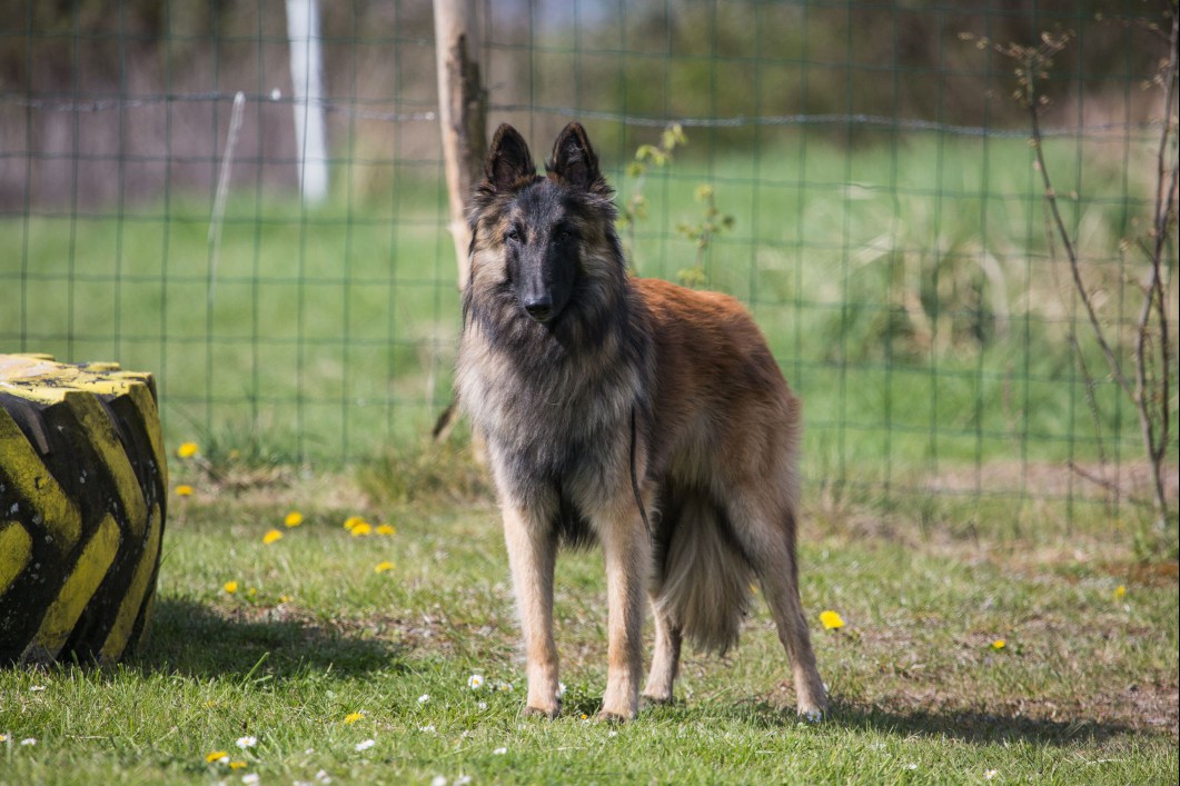 Belgian Tervuren standing near agility equipment.