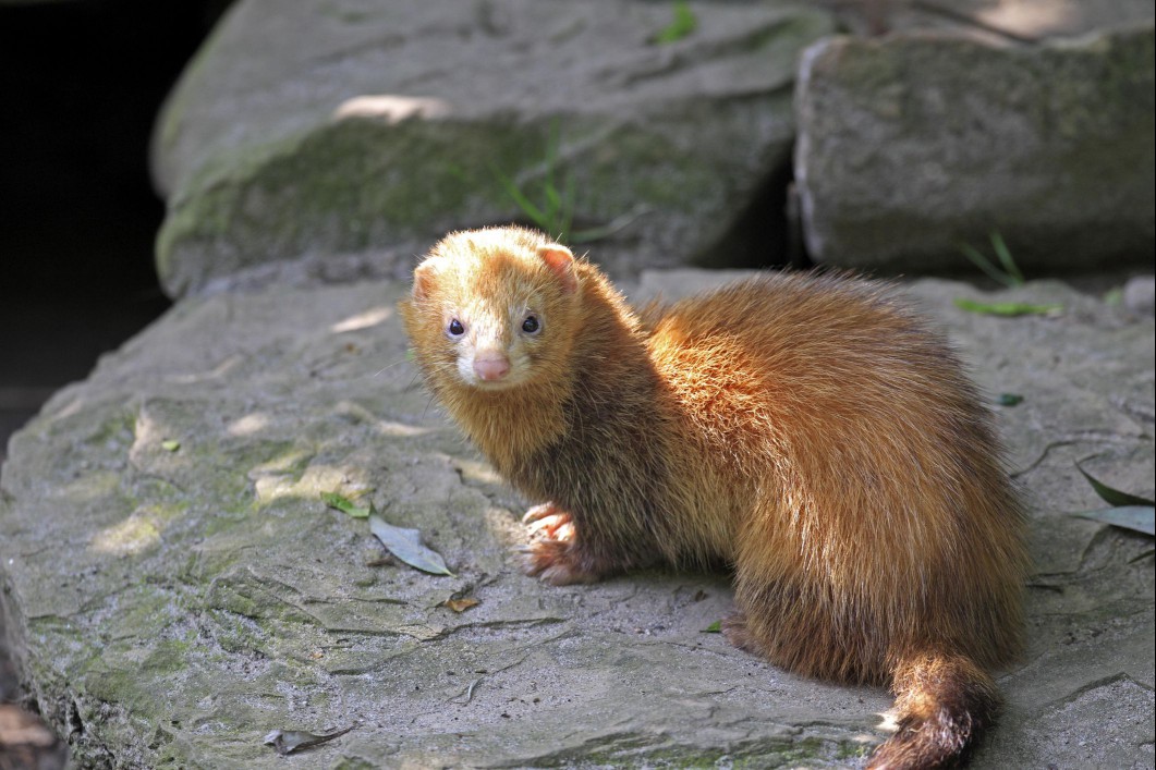 Ferret on rock