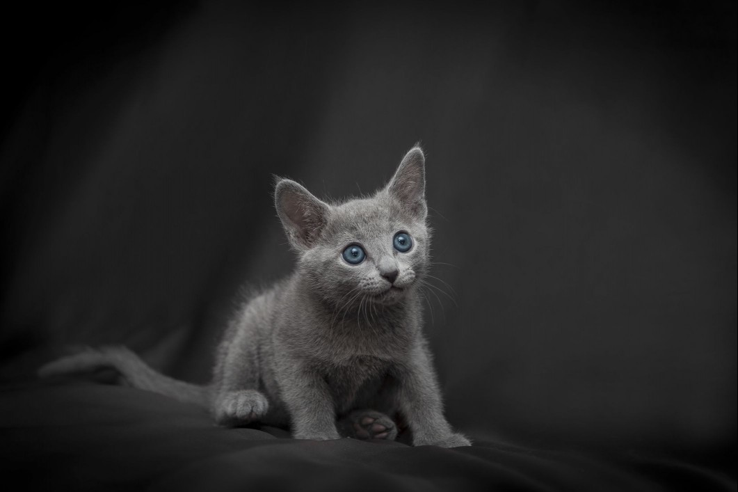 Russian blue kitten