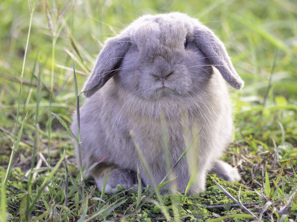 Holland lop rabbit with lilac colored fur