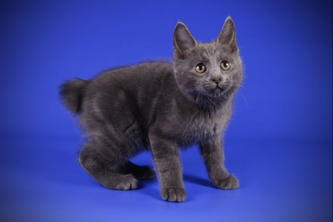 Kurilian Bobtail kitten