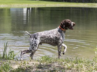 Histoplasmosis in Dogs