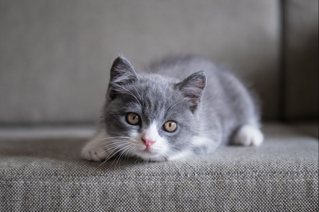 British shorthair kitten