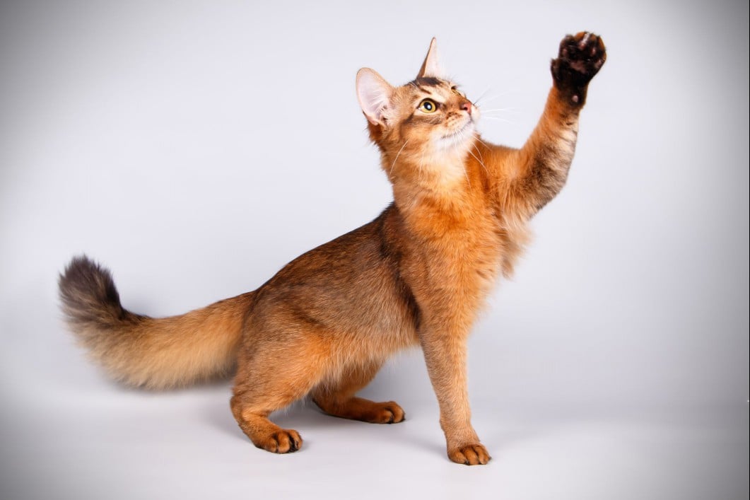 Somali cat reaching into air with its front paw.