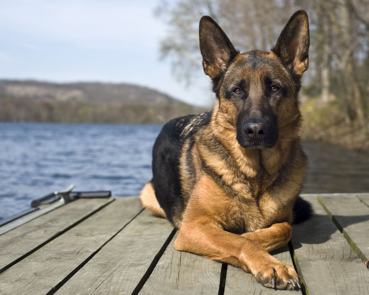 German Shepherd Dog