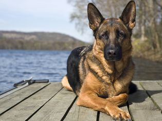 Spinal Stenosis in Dogs