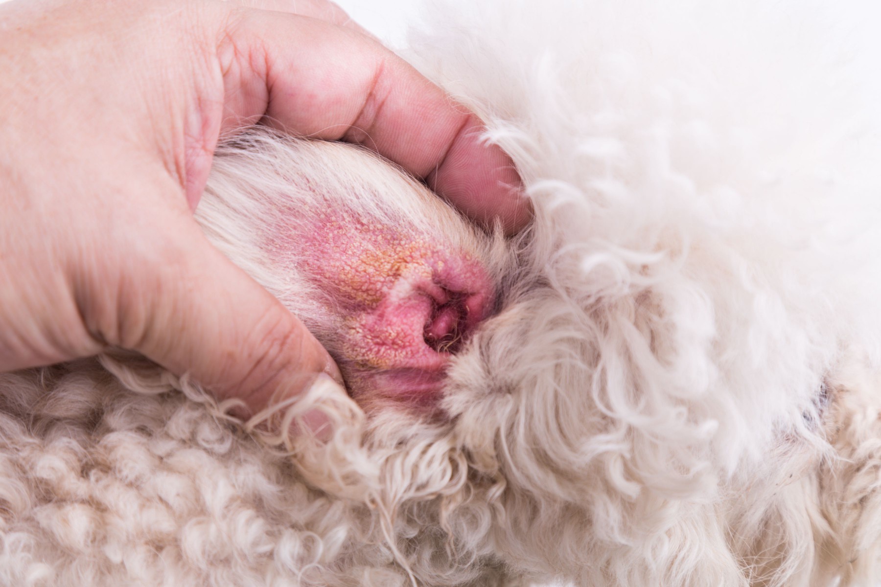 Dog ear flap with a yeast infection.