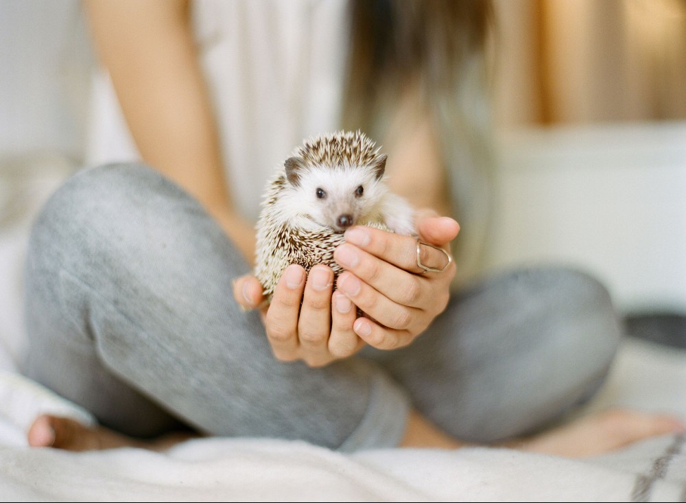 Holding pet hedgehog