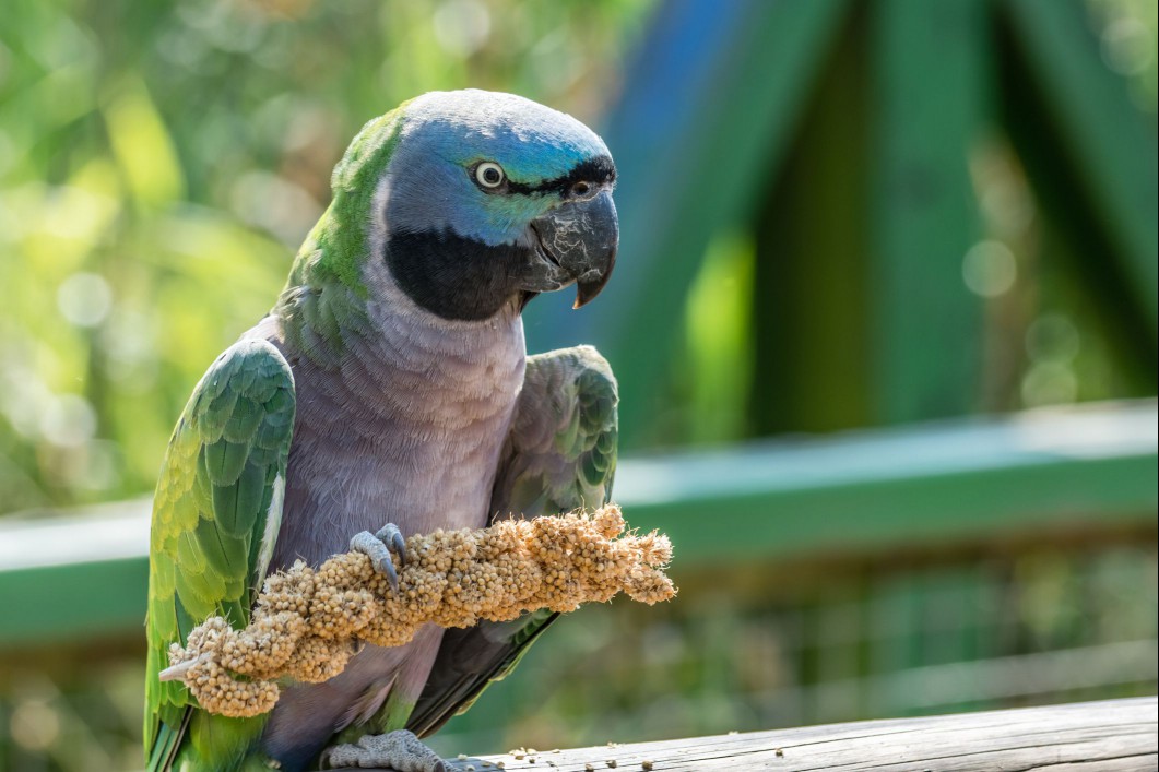 Female Derbyan parakeet with black beak.