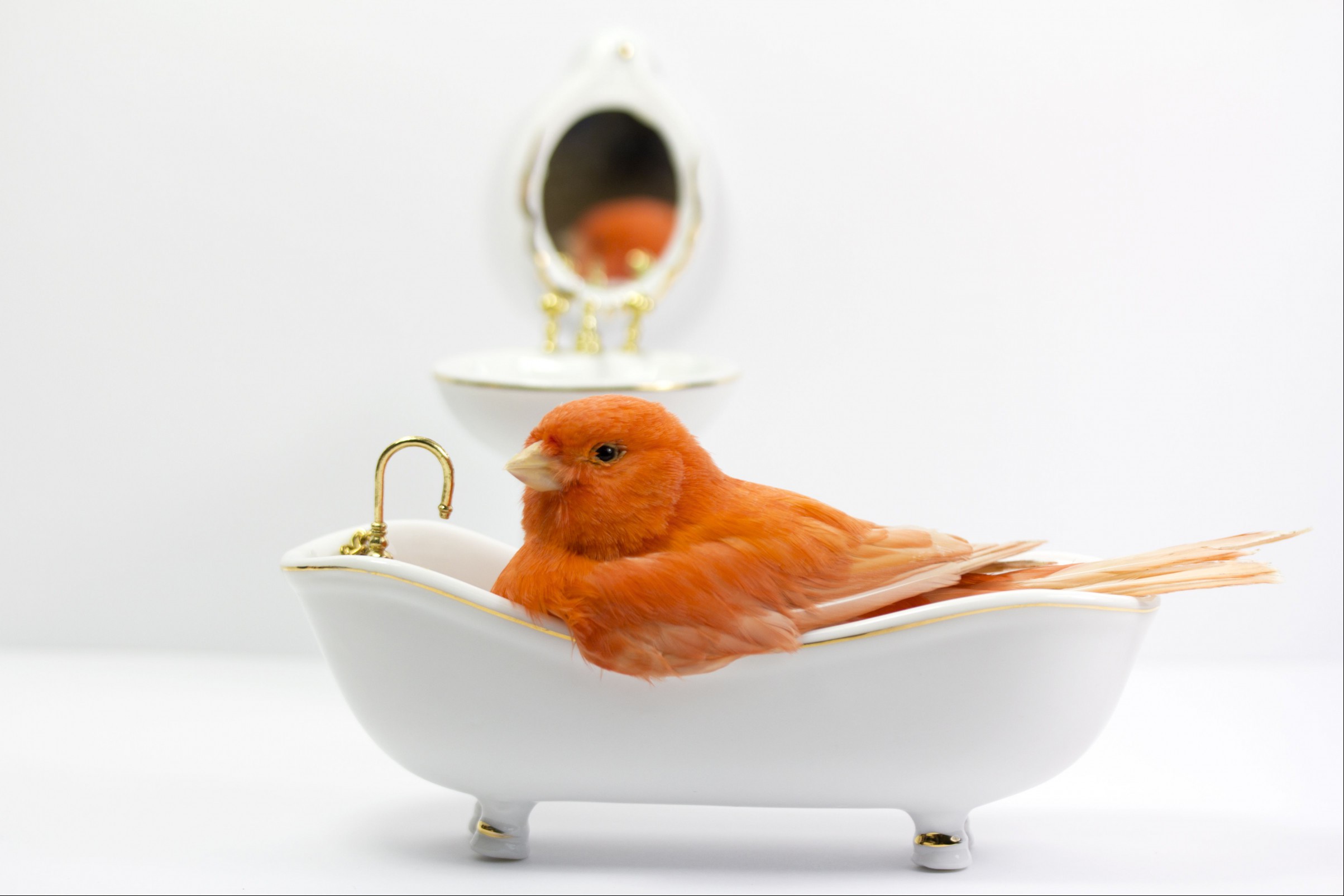 Happy Bird