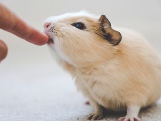Why Guinea Pigs Bite and How to Stop It