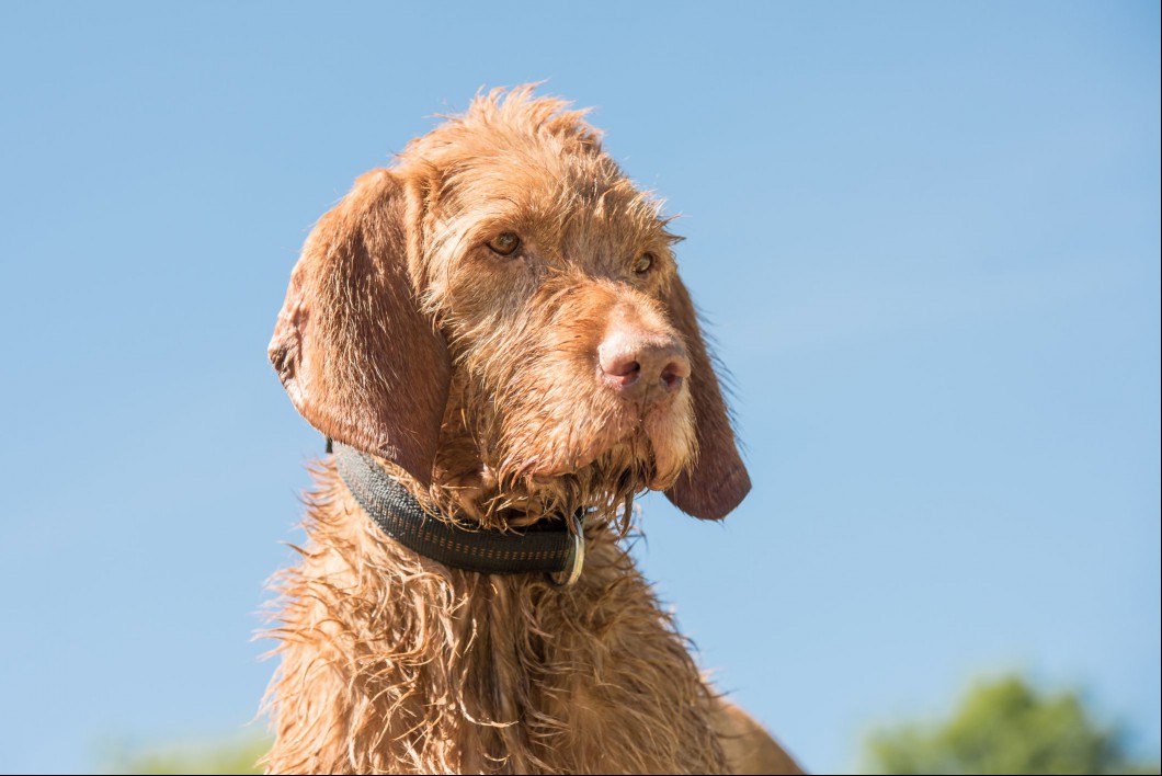 Wet wirehaired vizsla headshot