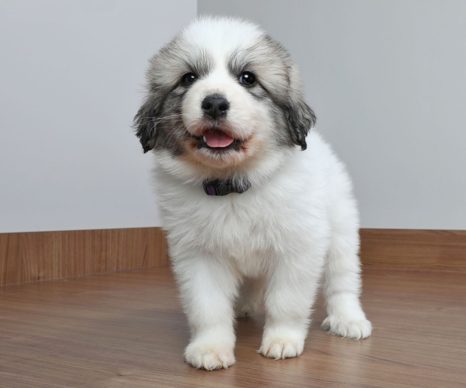 Great Pyrenees