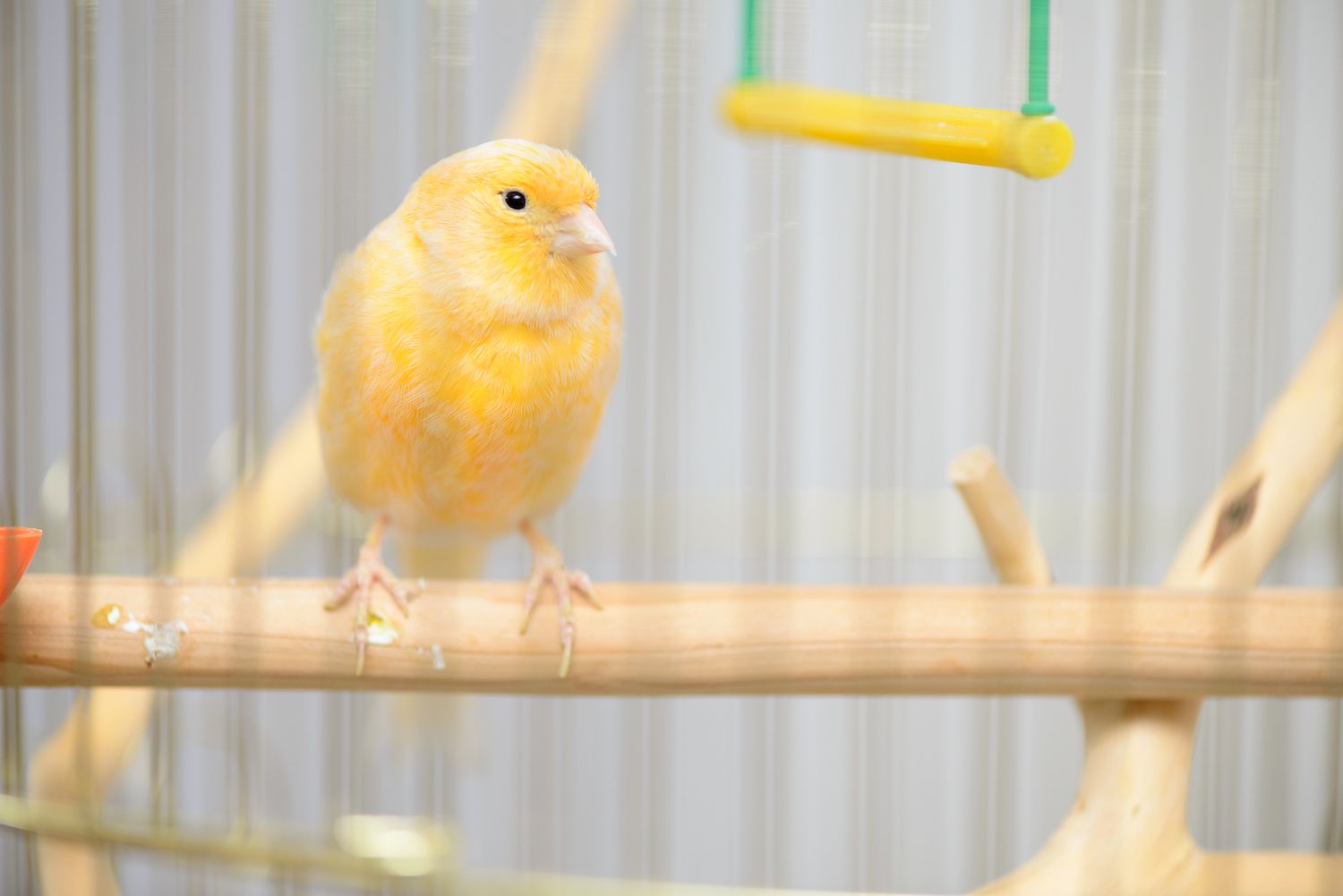 yellow canary on a perch