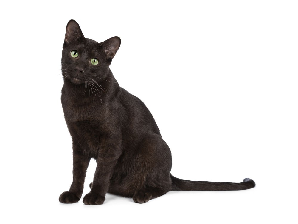 Havana Brown cat
