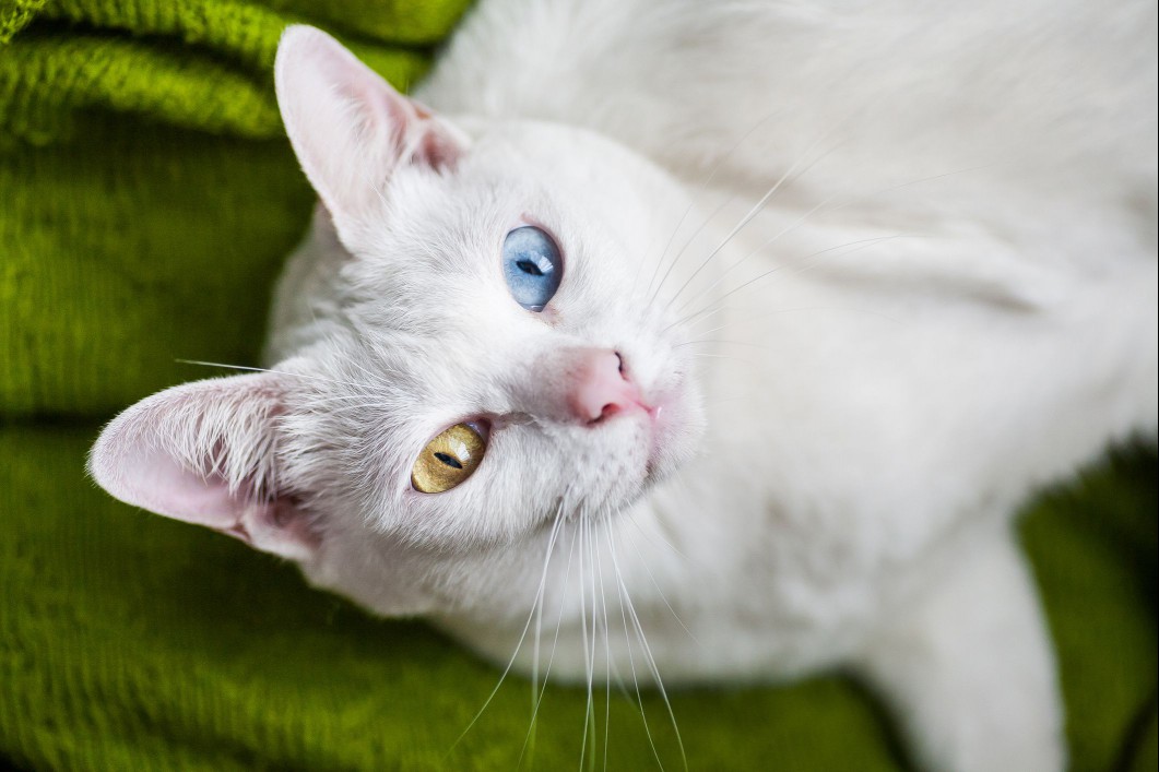Khao Manee cat