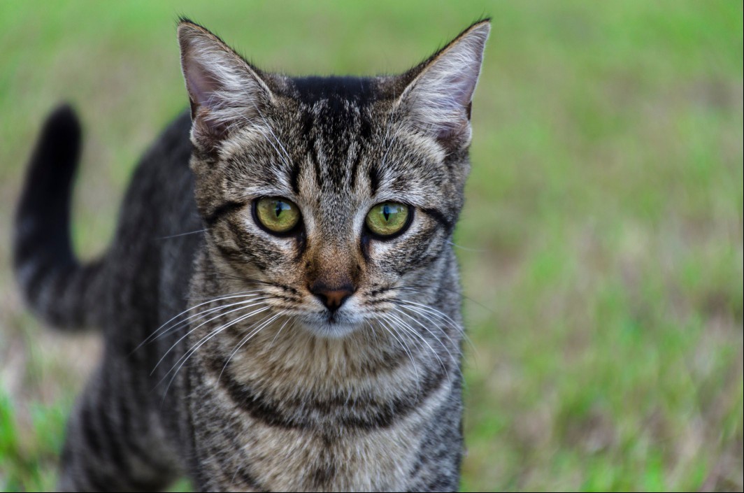 A Dragon Li cat outdoors.
