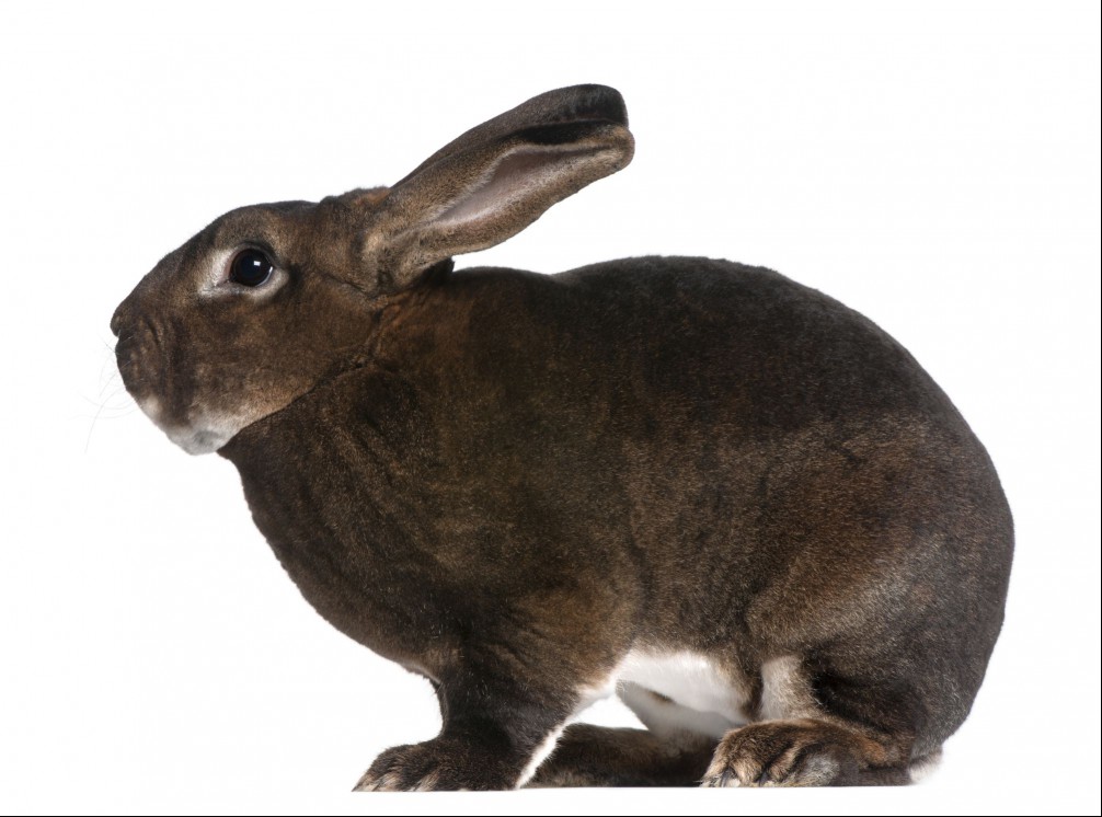 Castor rex rabbit fur coloring