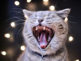 Gingivitis in Cats
