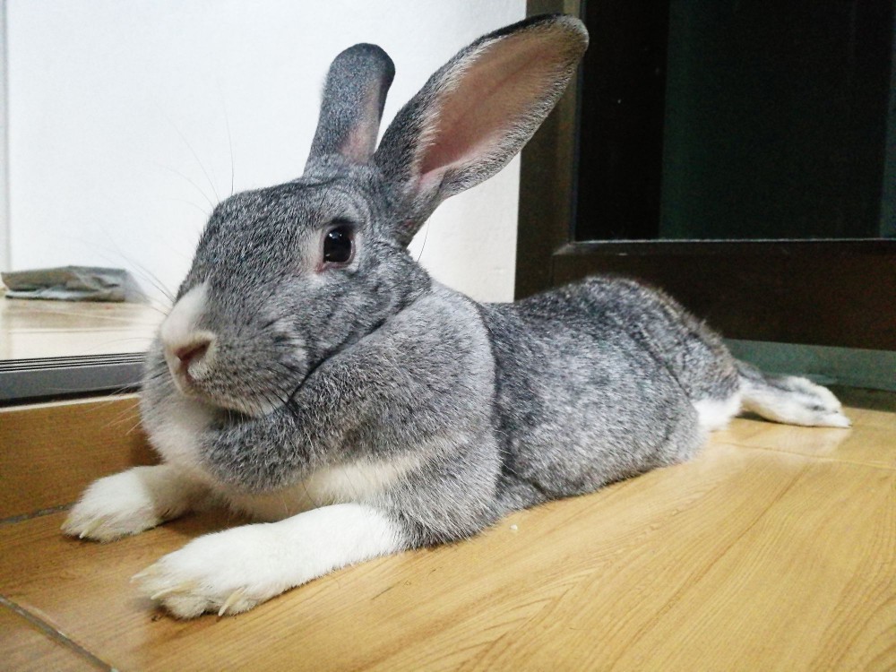 Large rabbit
