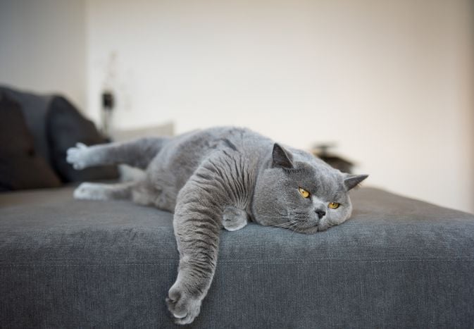 Lethargy in Cats