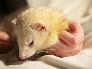 Grooming Ferrets Grooming Ferrets