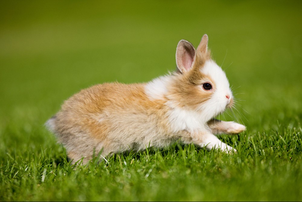 Rabbit running