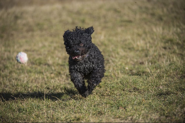 mudi dog running