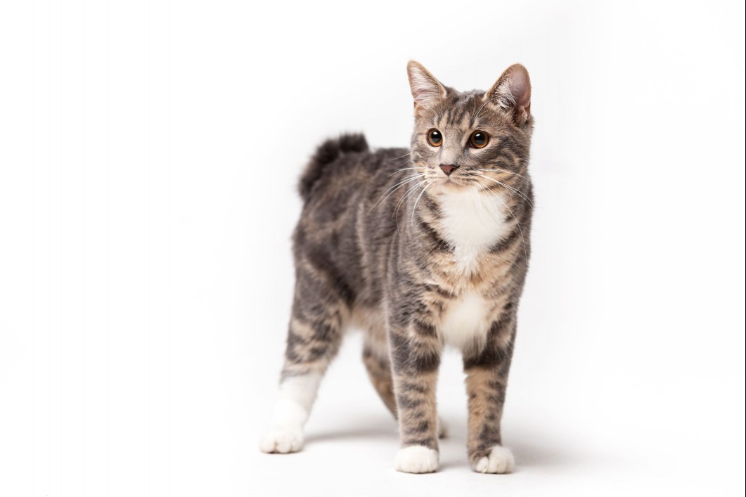 Kurilian Bobtail kitten