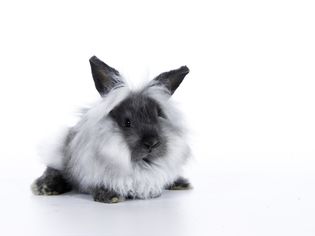 How to Care for a Pet Lionhead Rabbit