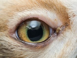 Conjunctivitis in Cats