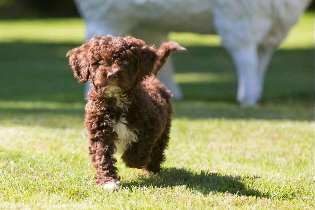 brown and white Spanish water dog puppy on grass