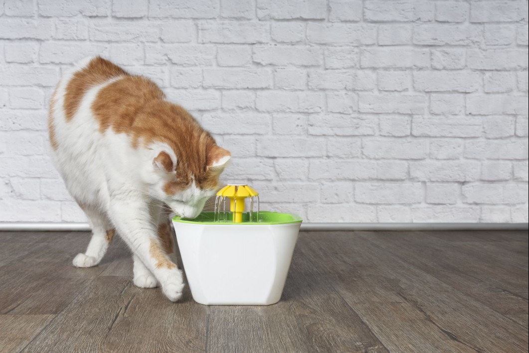 Cat with a cat drinking water fountain.