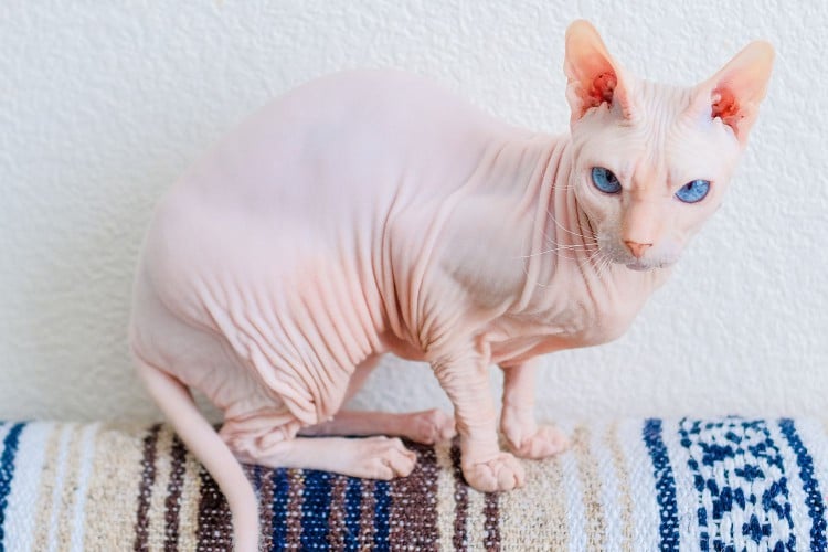 donskoy cat breed on furniture