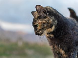 How to Treat Feline Leukemia