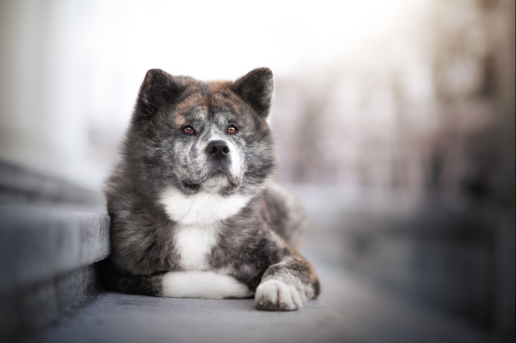 Akita