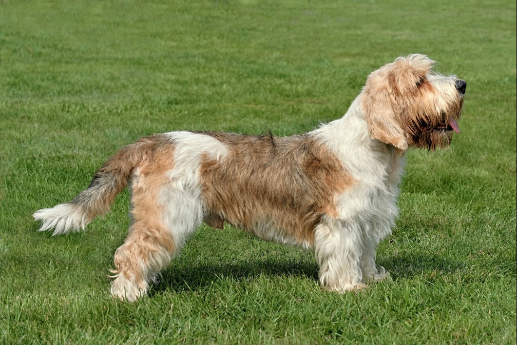 Basset Griffon Vendeen standing outside