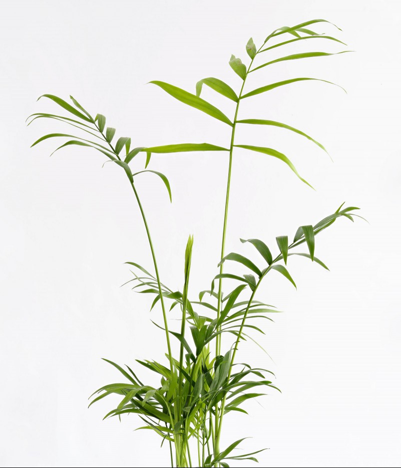 Areca palm leaves on white background.